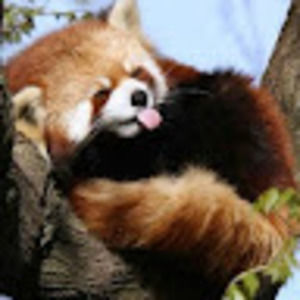 Meet your Posher, Sayumi